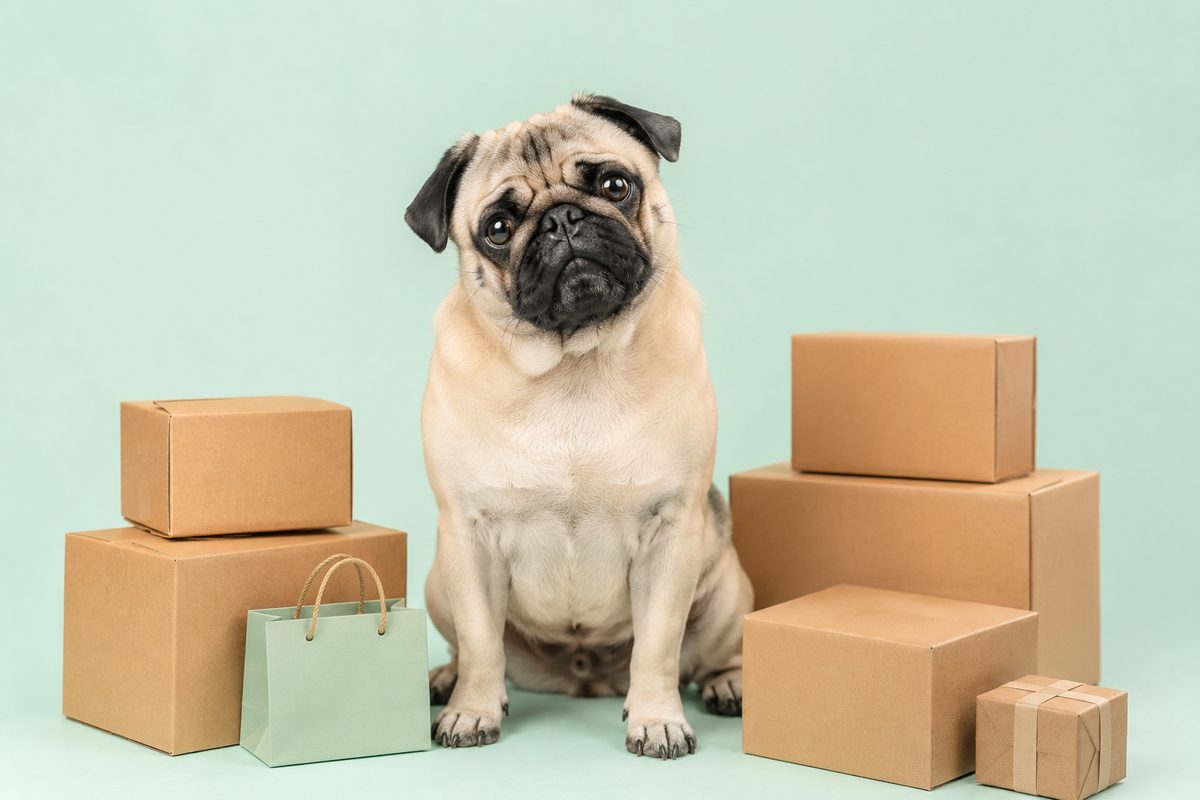 A pug among shipping boxes and a shopping bag — TikTok Shop for pet creators